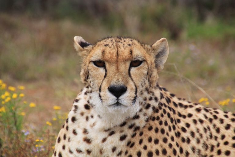 high velocity options swing trading cheetah, predator, wild animal