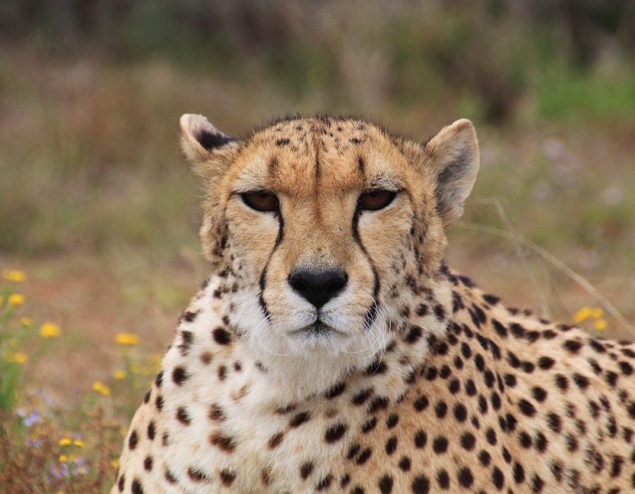 high velocity options swing trading cheetah, predator, wild animal