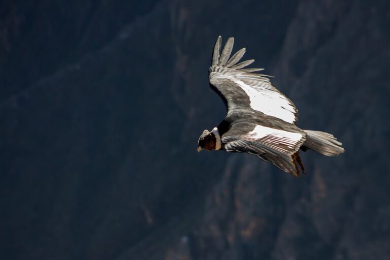 Iron Condors