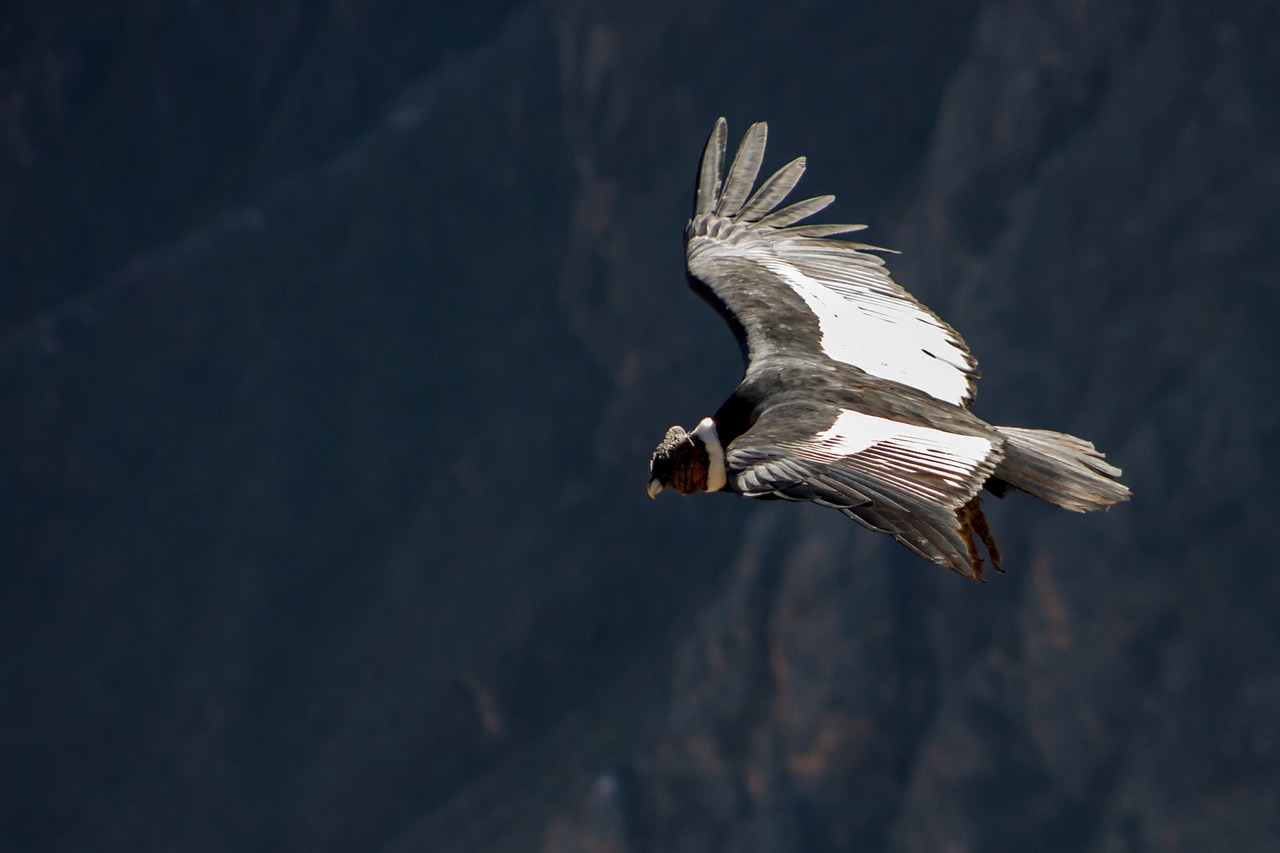 Iron Condors